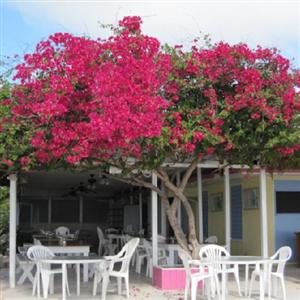 Anegada Reef Hotel