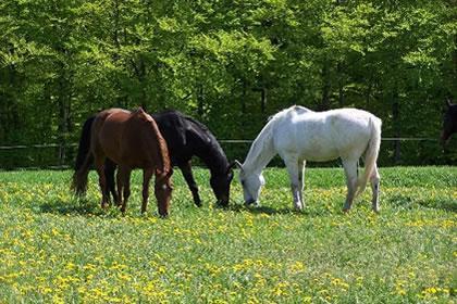 Ferienpension Zum Hochscheid