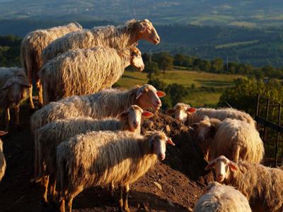 Agriturismo I Lapi Semproniano