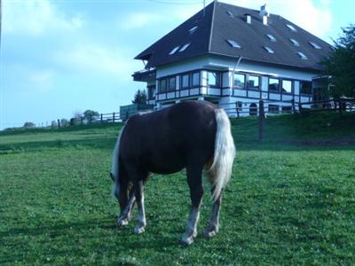 Hotel-Gasthof Pferdekoppel