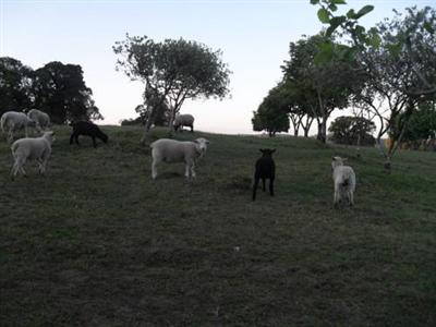 Hotel Fazenda Pampas