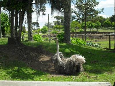 Hotel Fazenda Pampas