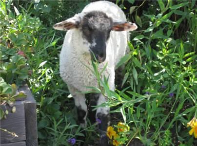 Casa Carolina Vacation Rental