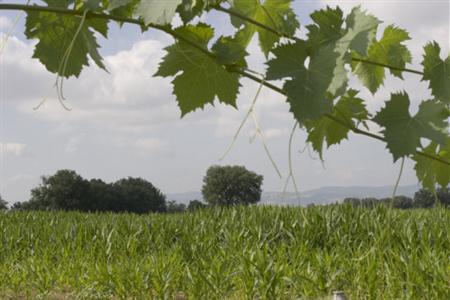 Agriturismo Podere La Fornace