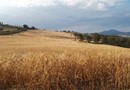 L'Albero Bianco