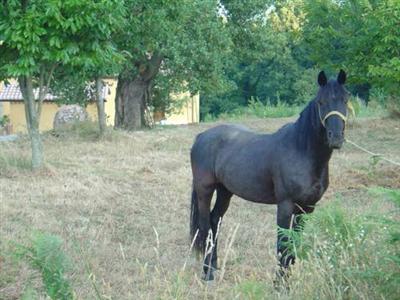 Agriturismo Torello