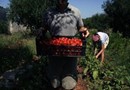 Agriturismo Masseria Bellolio Carovigno