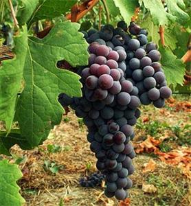 Royal Hotel Montevergine