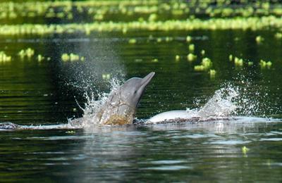 Amazon Reise Eco-Lodge