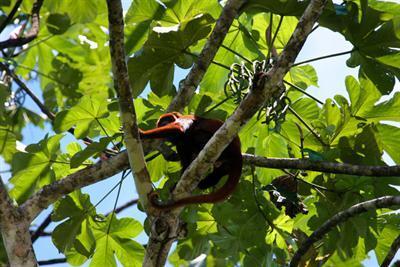 Amazon Reise Eco-Lodge