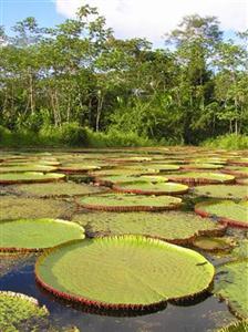 Amazon Reise Eco-Lodge