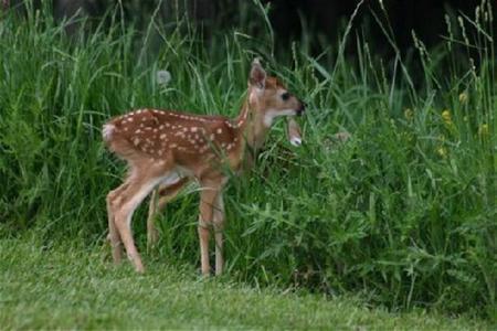 Canaan Valley Resort Davis (West Virginia)