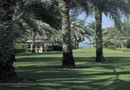 Arabian Court at One&Only Royal Mirage Dubai