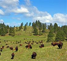 BEST WESTERN Devils Tower Inn