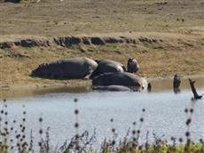 Matumi Game Lodge Hoedspruit