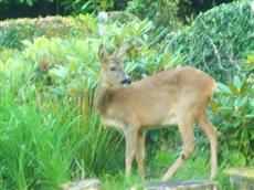 Abbots Brae Hotel Dunoon