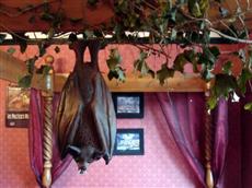 Bats and Broomsticks