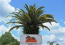 Tropical Palms Resort and Campground