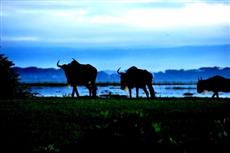 Lake Naivasha Country Club Hotel