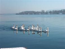 Hotel Restaurant Wachauerhof Marbach an der Donau