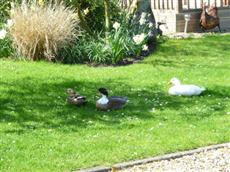 A Lakeside Town Farm B & B Kingston Blount