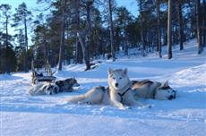 Guesthouse Husky