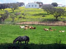 Herdade Ribeira de Borba