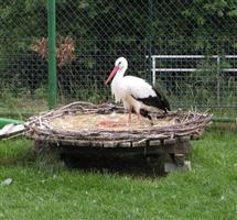 Landgasthof Zum Storchennest Bann