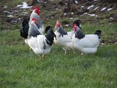 Holly Tree Farm Bed and Breakfast Macclesfield