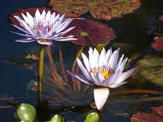 Hampton Inn Chicago Naperville