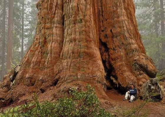 Самое огромное дерево в мире растет в парке Секвойя