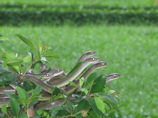Вьетнам змеиная ферма