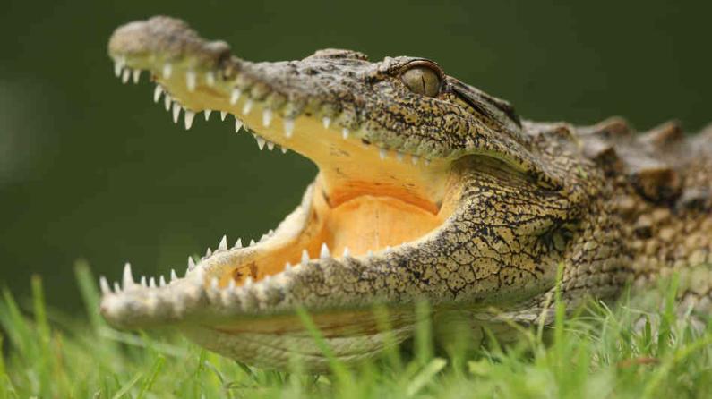 Крокодил