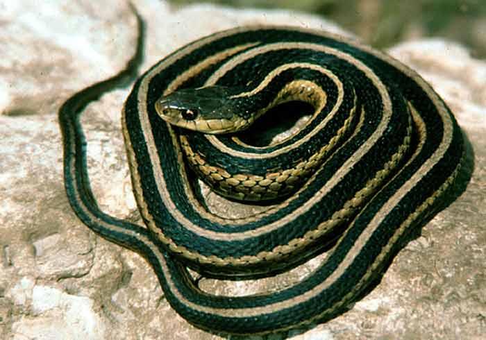 Полоз кавказский змея фото