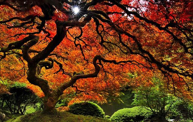 Японский Сад Осенью Фото