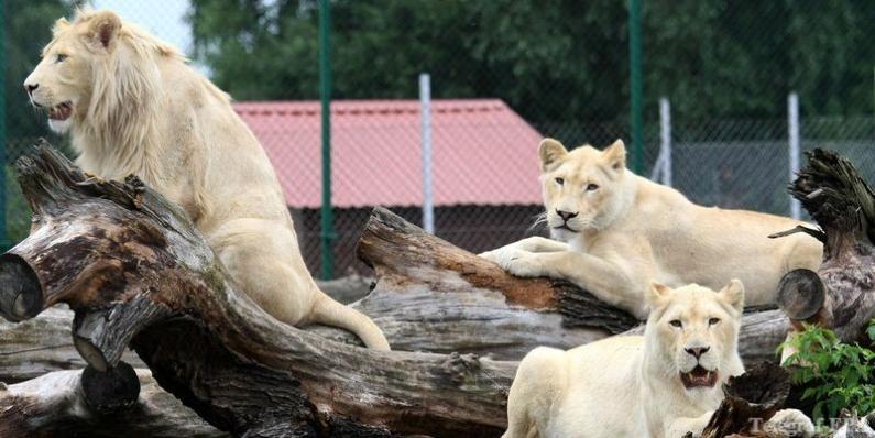 парк львов в Крыму